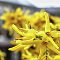 Forsythia Detail - Spring 2022